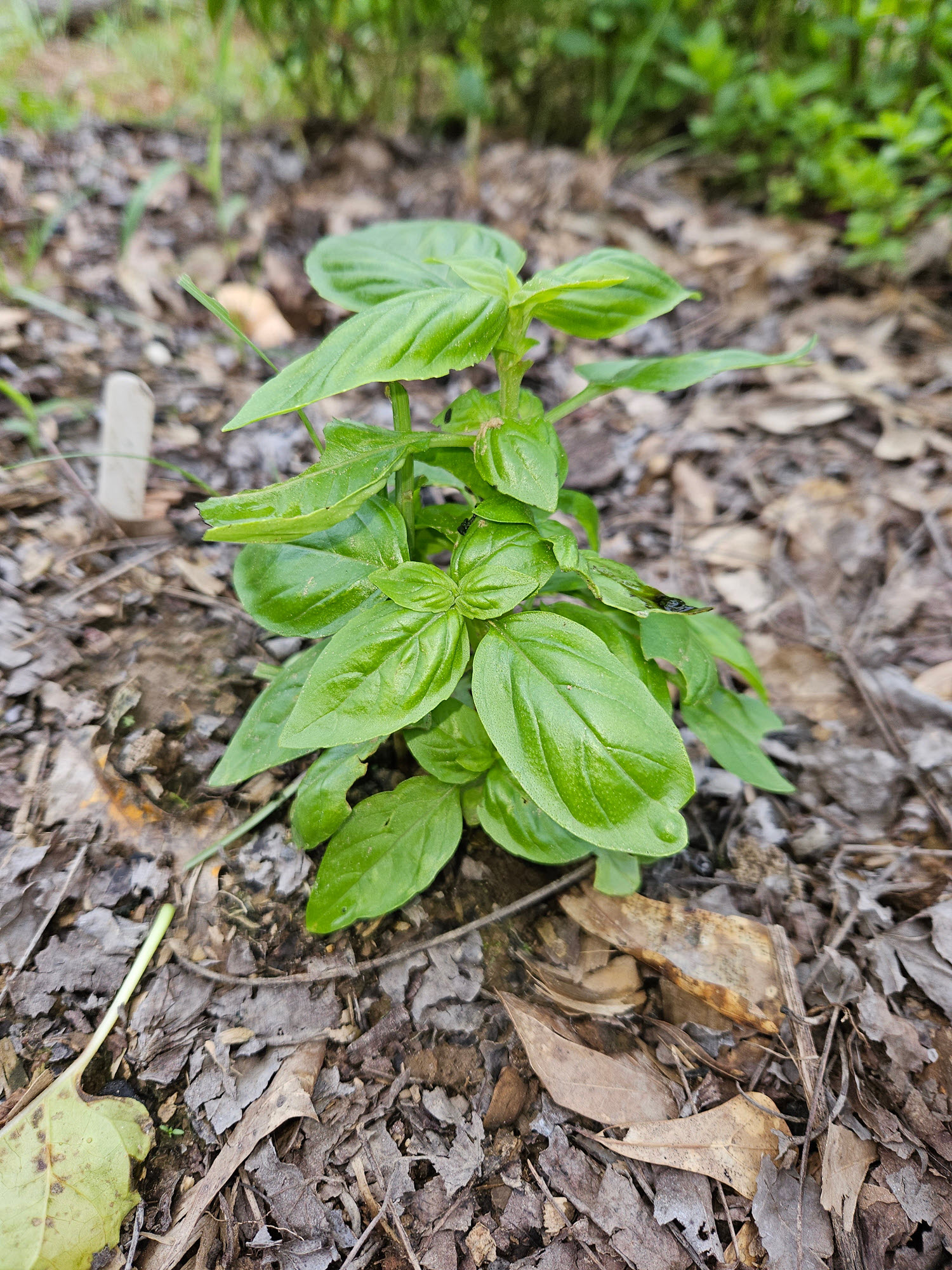 basil