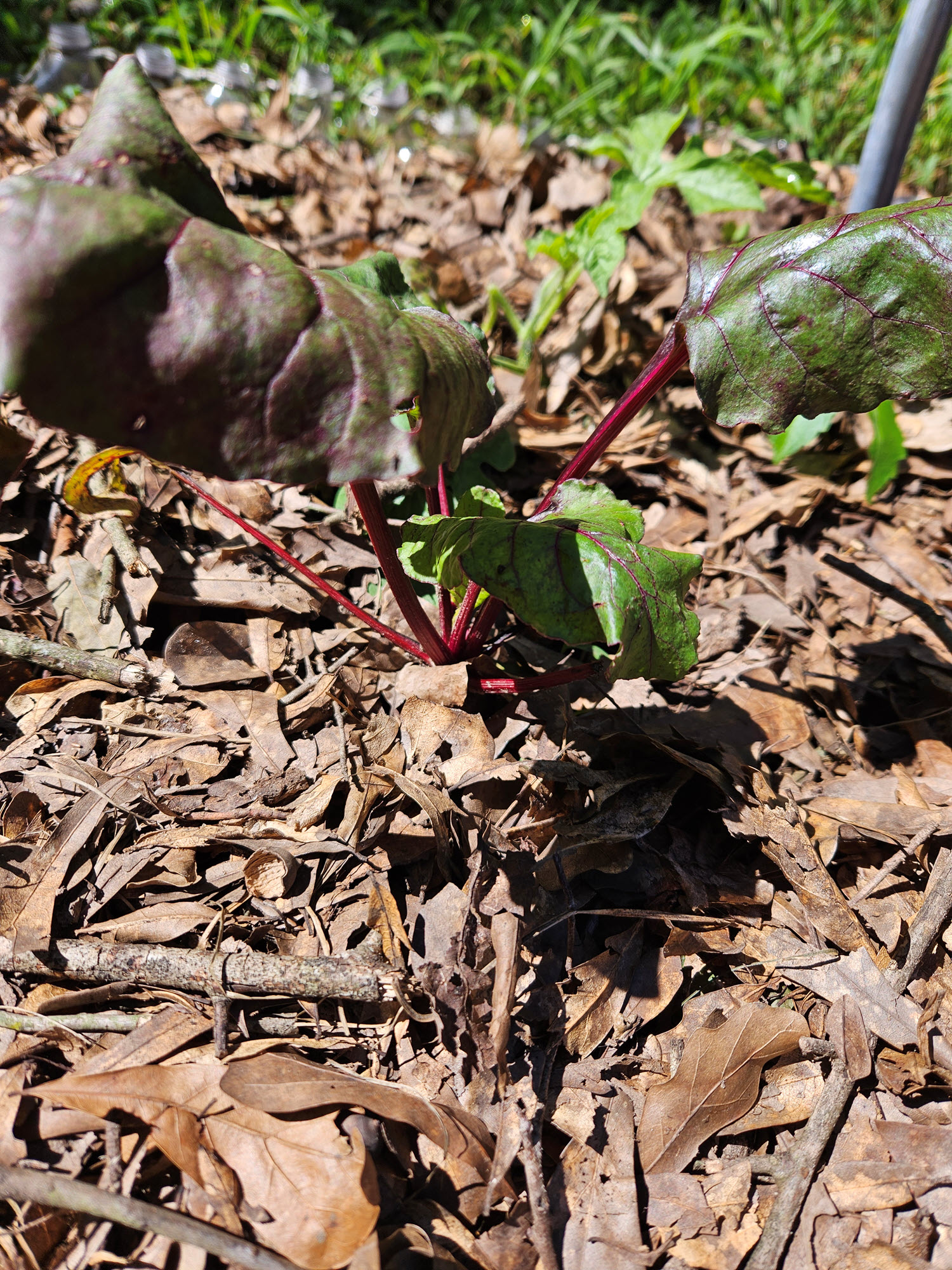 beetroot