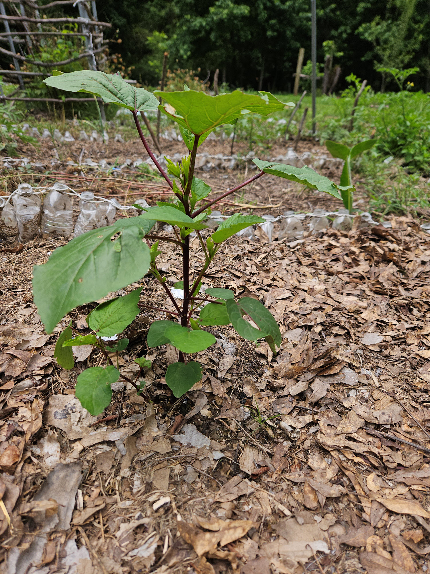 hibiscus