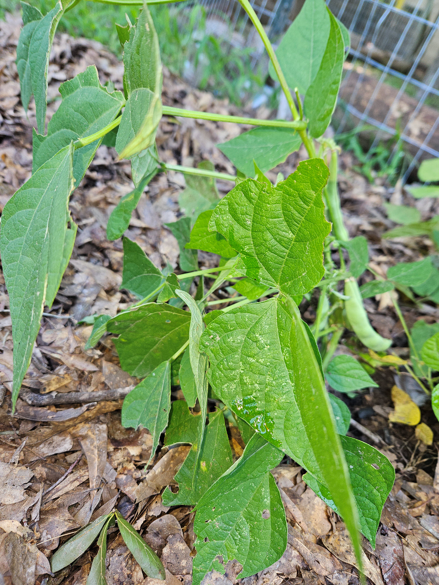 lima beans