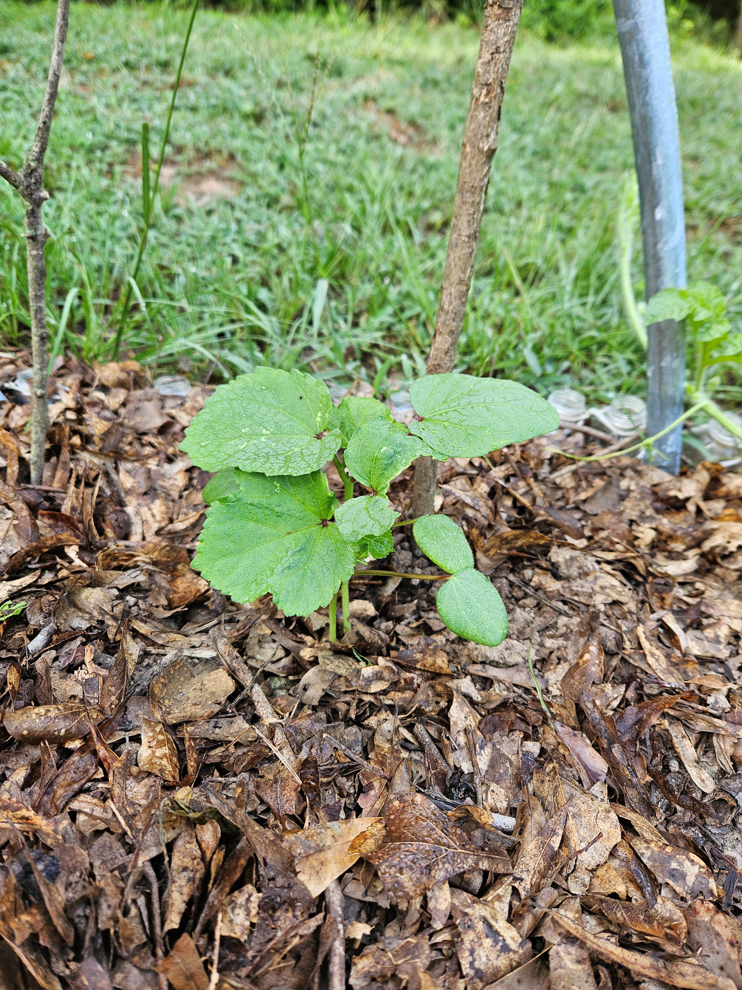 okra