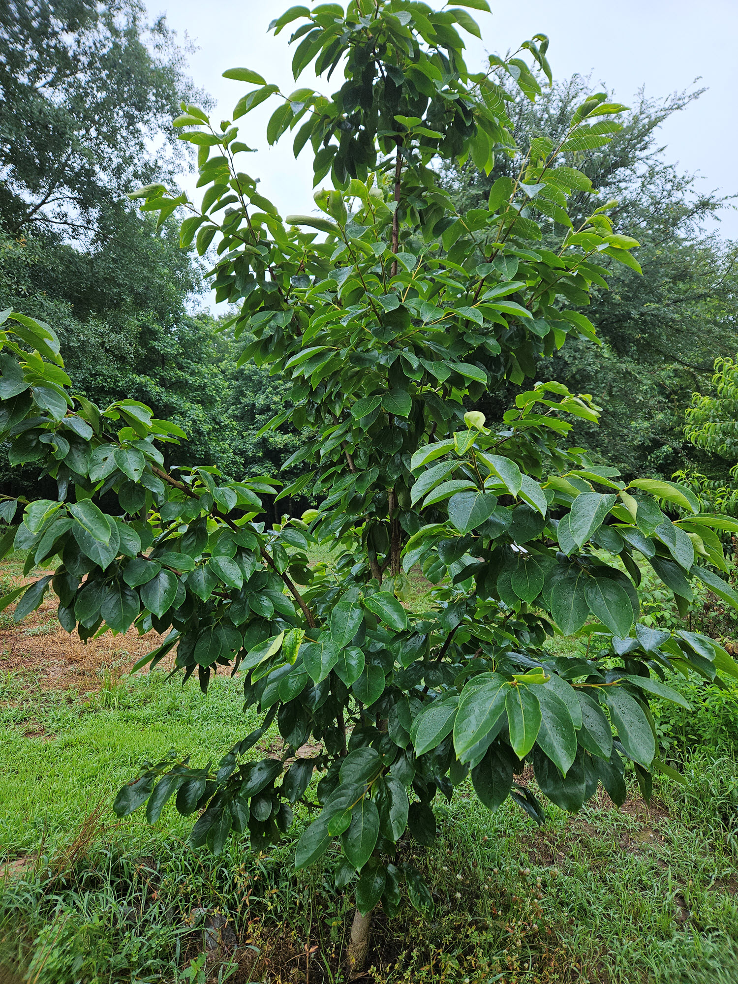 persimmon