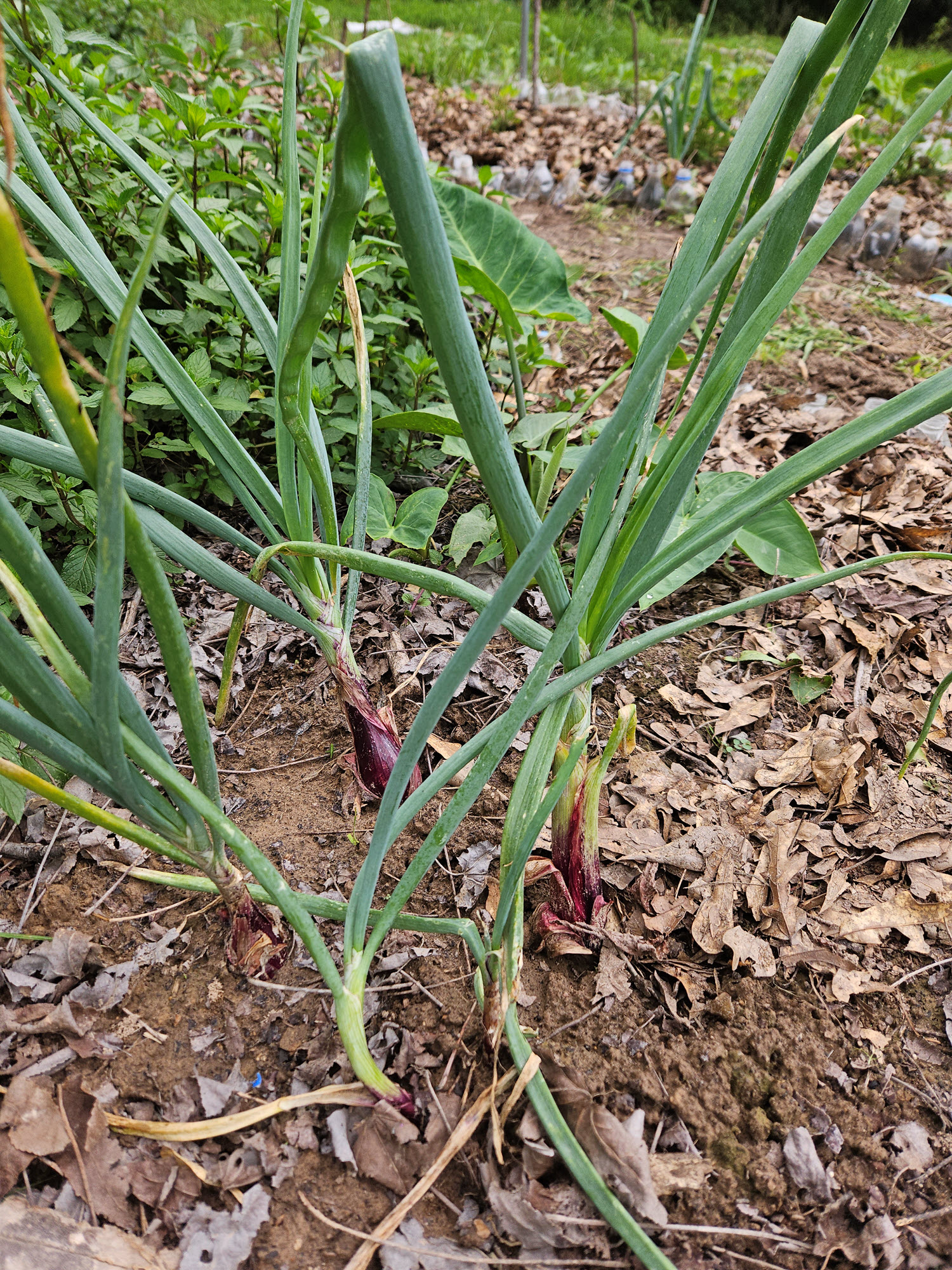 red onion