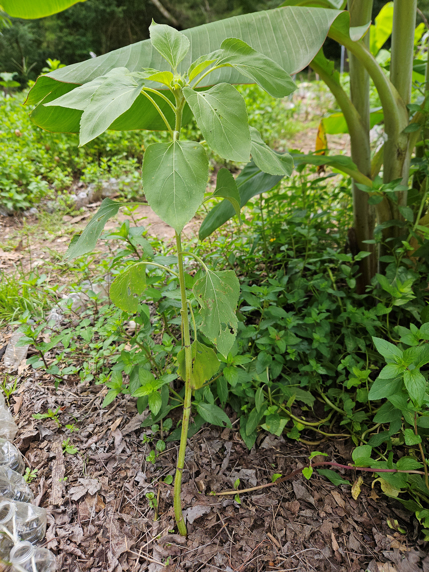 sunflower