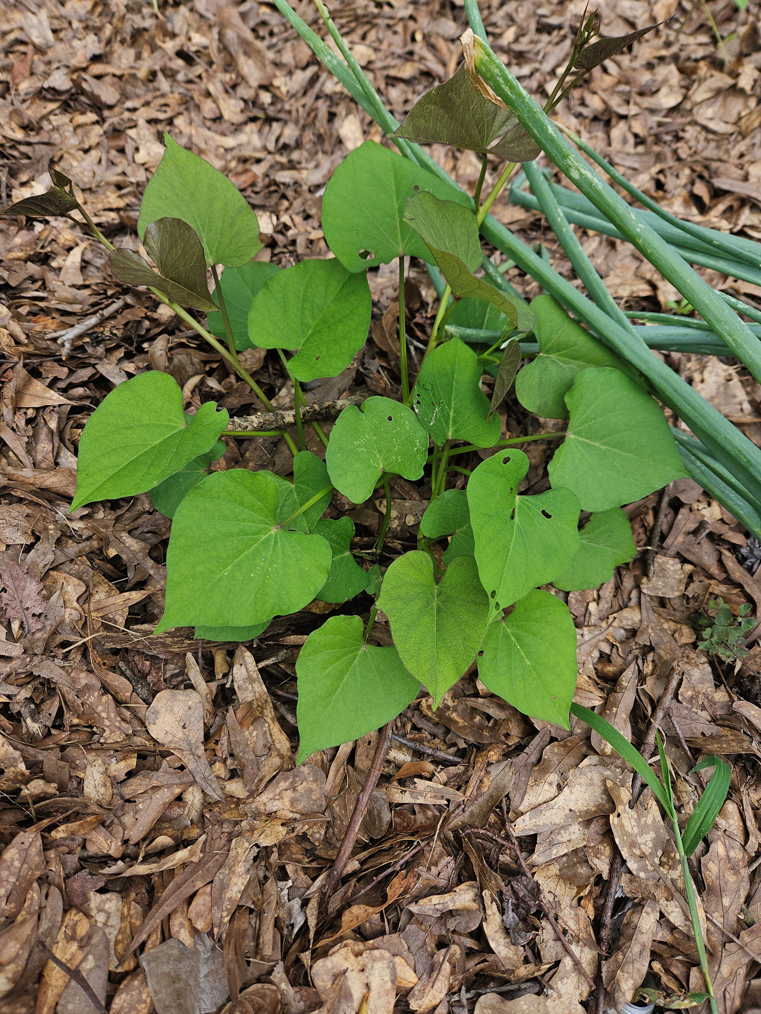 sweetpotato