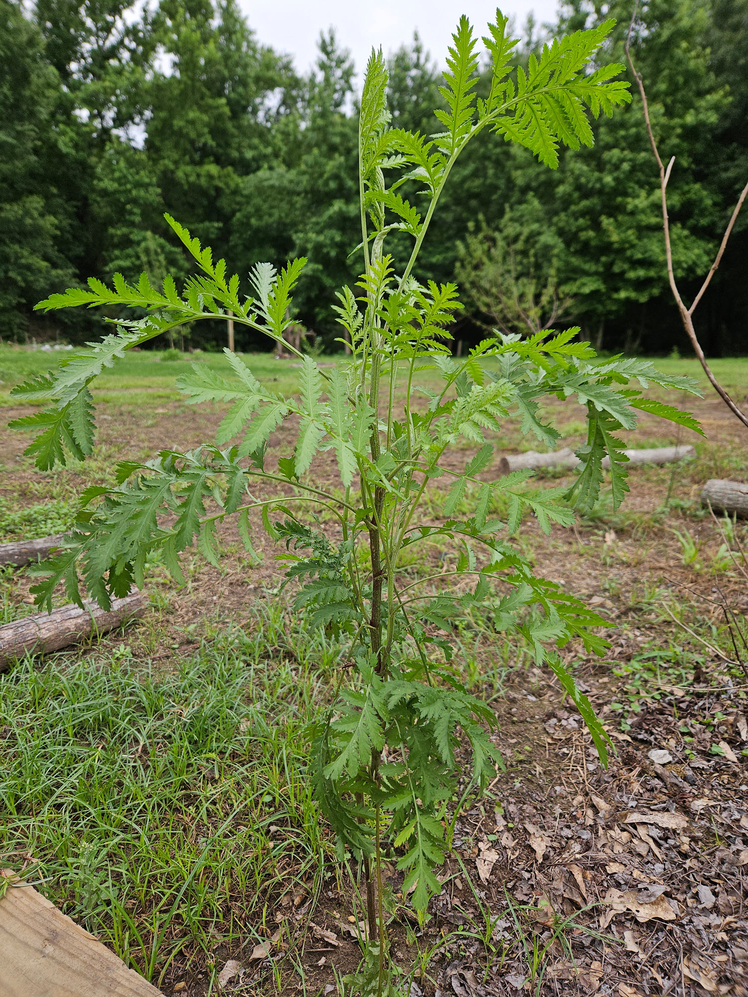 tansy